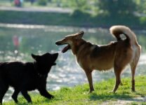 Некомфортная среда: петербуржцев возмутило качество новой площадки для выгула собак в Пушкине