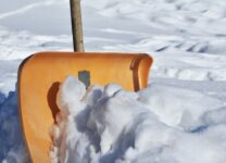 В Сестрорецке коммунальщики сбросили грязный снег на еловое насаждение